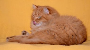kedi izliyor