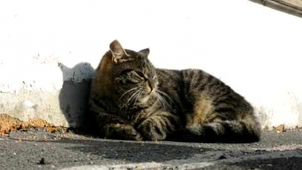 Gato enojado — Vídeos de Stock