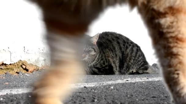 生气的猫 — 图库视频影像