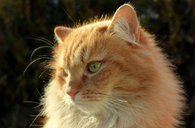 güzel zencefil kedi