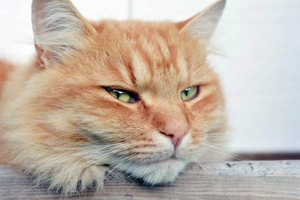Retrato belo gato de gengibre — Fotografia de Stock