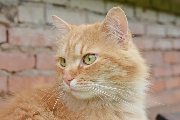 Portrait beau chat roux — Photo