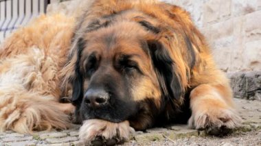 bahçesinde rahatlatıcı sevimli leonberger