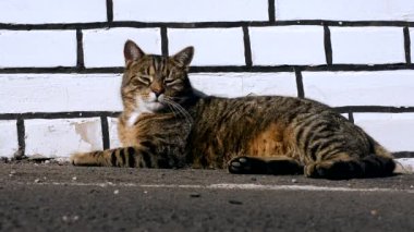 sokakta oynarken sevimli komik kedi