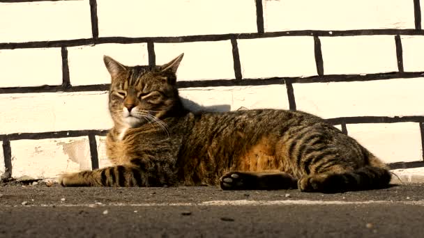 Hermoso gato se relaja en la puesta de sol — Vídeos de Stock