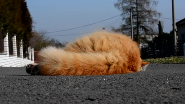 Enojado jengibre gato en la calle — Vídeo de stock