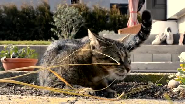 Gato divertido jugando en el jardín — Vídeos de Stock