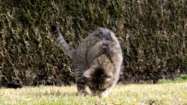 Смешная кошка, играющая в саду — стоковое видео