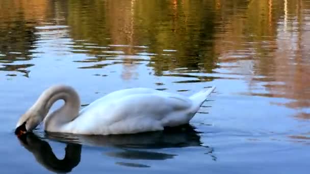 Bílá labuť plave v rybníku — Stock video