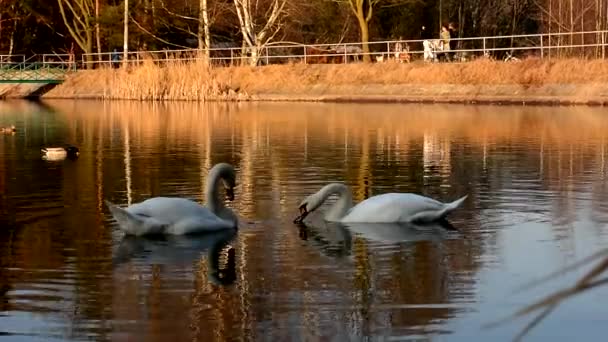 Dos cisnes blancos comen pan en el estanque — Vídeo de stock