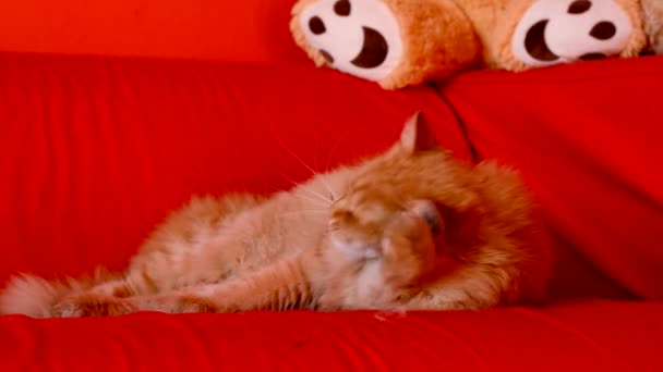 El gato doméstico se lava en casa en el sofá — Vídeo de stock