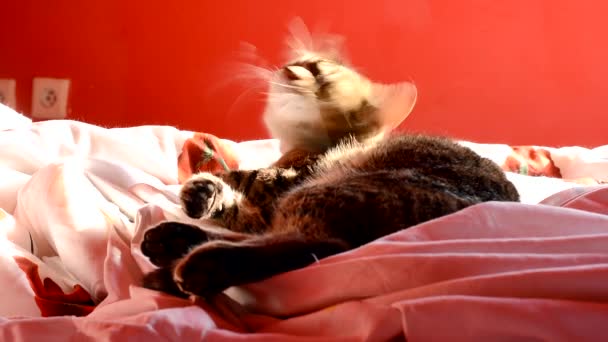 猫躺在家里的床上 — 图库视频影像