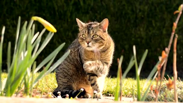 Lavagens de gato no jardim — Vídeo de Stock
