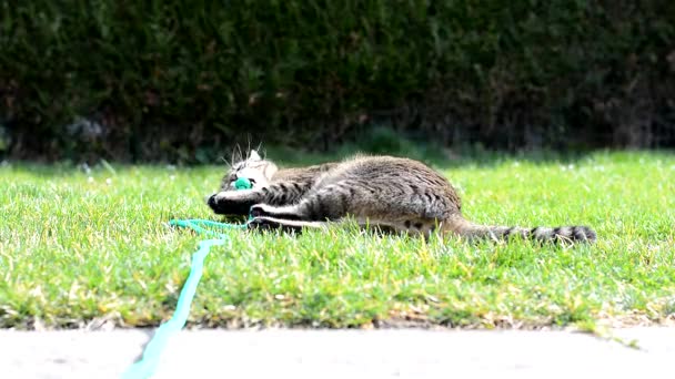 정원에서 노는 고양이 — 비디오