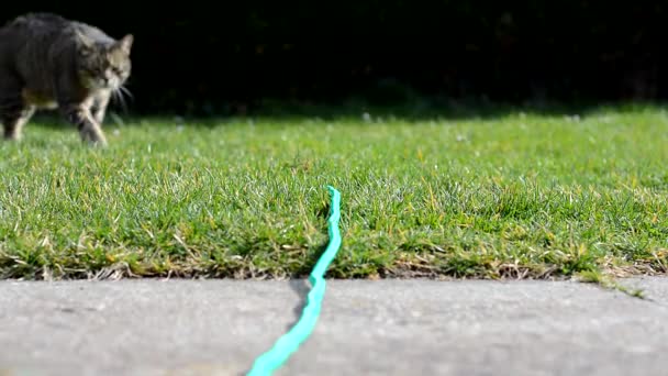 Gato jugando en el jardín — Vídeos de Stock