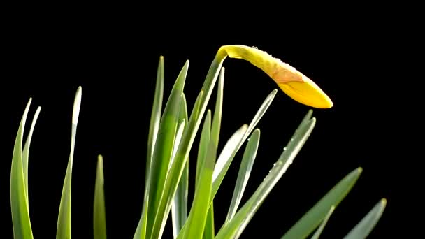 Gelbe Blume vor schwarzem Hintergrund — Stockvideo