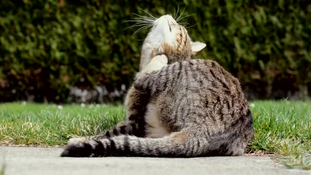 Funny kočka se myje — Stock video