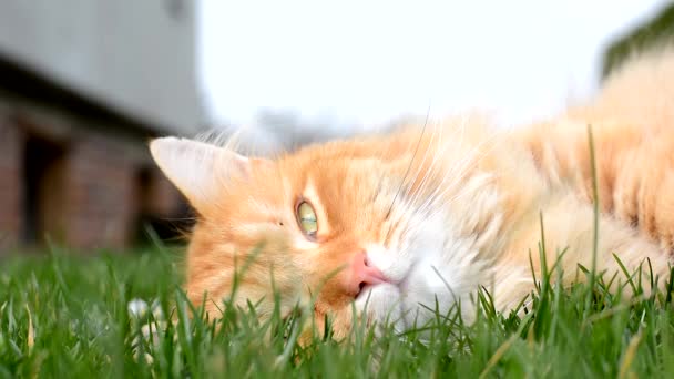 Ginger sonolento gato descansando — Vídeo de Stock