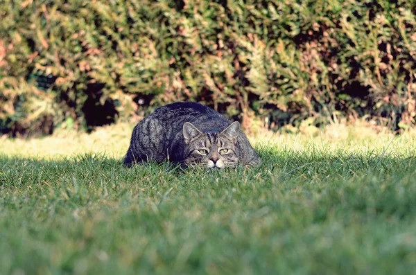 Gato doméstico deitado na grama no jardim — Fotografia de Stock