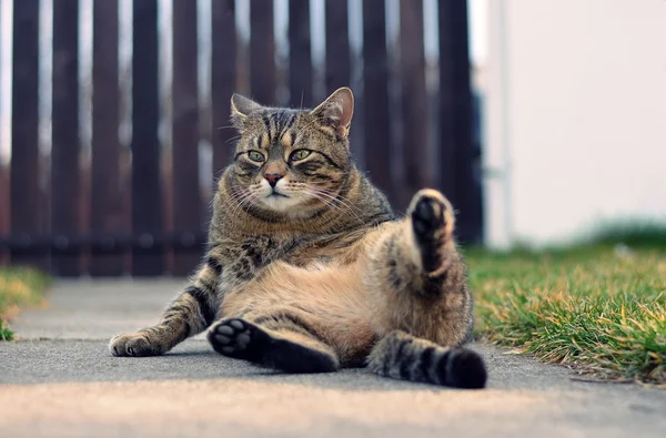 Gato doméstico engraçado lava no jardim — Fotografia de Stock