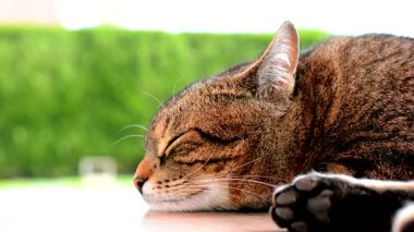 yorgun kedi Bahçe masa üstünde uyumak