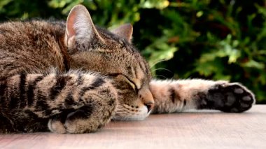 yorgun kedi Bahçe masa üstünde uyumak