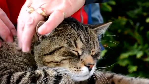 Frau holt die Katze aus dem Sack — Stockvideo