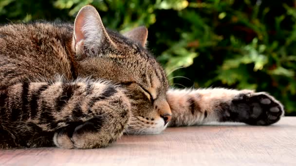 Tired cat sleeping on a table in the garden — Stock Video