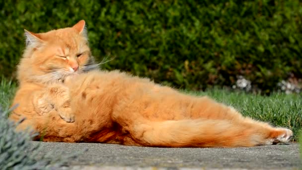 Stor ingefära katt tvättar på trädgården — Stockvideo