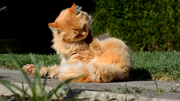 Большая рыжая кошка моется в саду — стоковое видео
