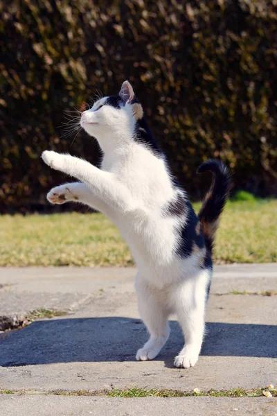 Branco brincalhão gato jogando e pulando no jardim — Fotografia de Stock