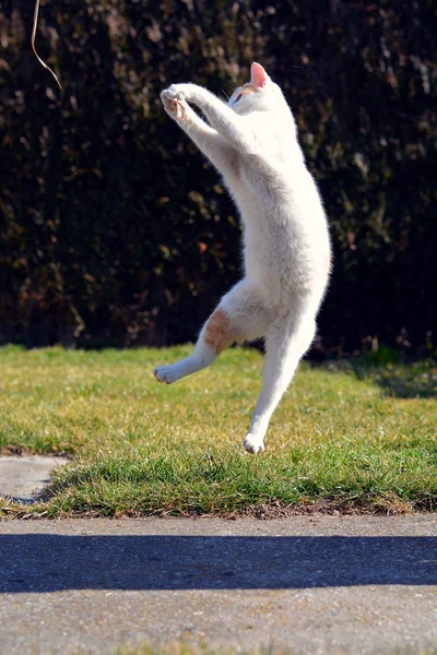 Gato blanco juguetón jugando y saltando en el jardín —  Fotos de Stock