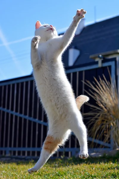 Branco brincalhão gato jogando e pulando no jardim — Fotografia de Stock