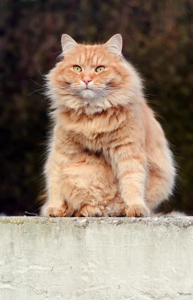 Beautiful funny cat on the garden — Stock Photo, Image