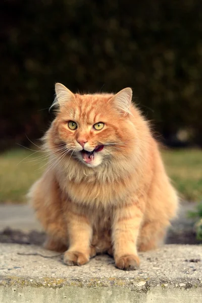 Όμορφη αστείο γάτα στον κήπο — Φωτογραφία Αρχείου