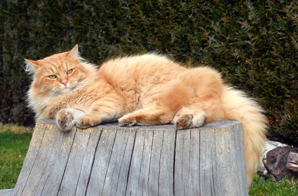 Big cat lying contentedly on a tree stump — Stock Photo, Image