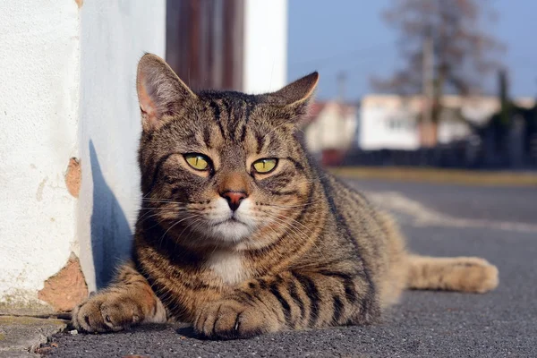 路上で横になっているかわいい灰色の猫 — ストック写真