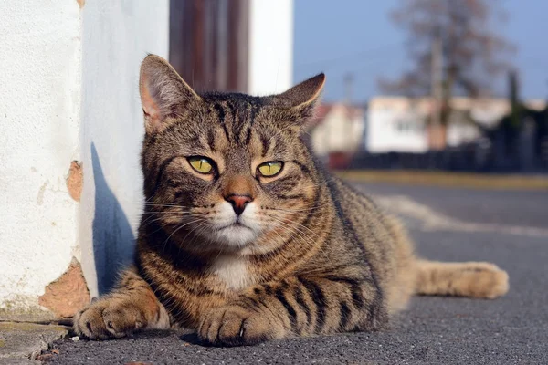 Gato cinza bonito deitado na rua — Fotografia de Stock