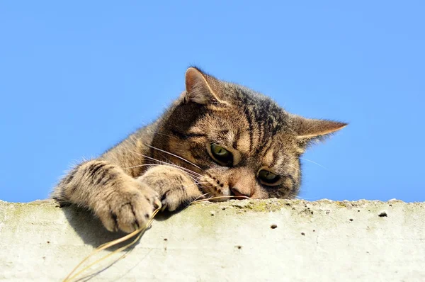 Смешная кошка играет — стоковое фото