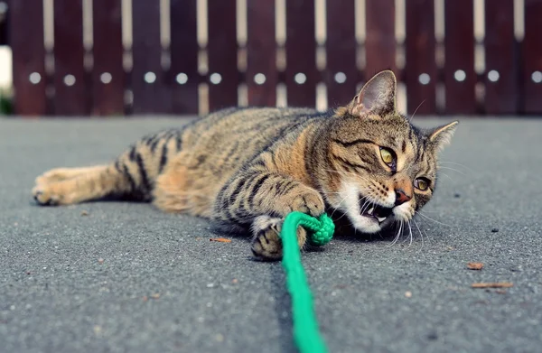 Kedi sokakta oynuyor.