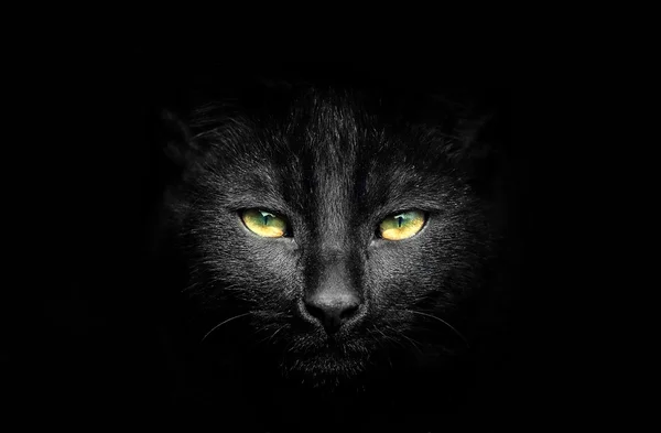 siyah kedi