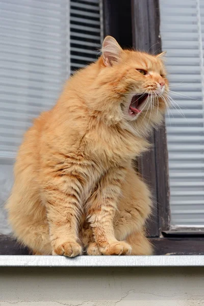 Kedi yawns balkon — Stok fotoğraf