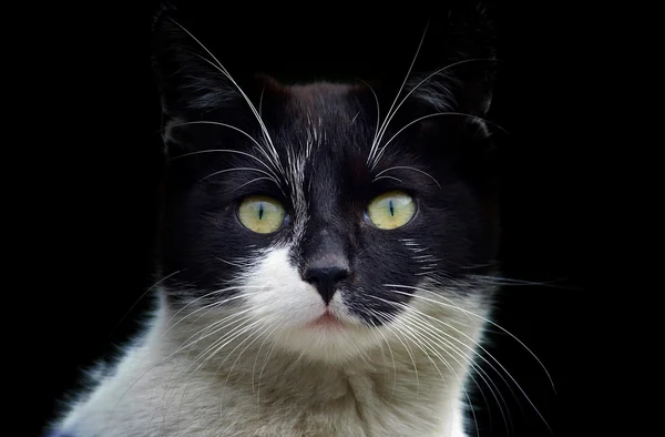 Portret kat — Stockfoto