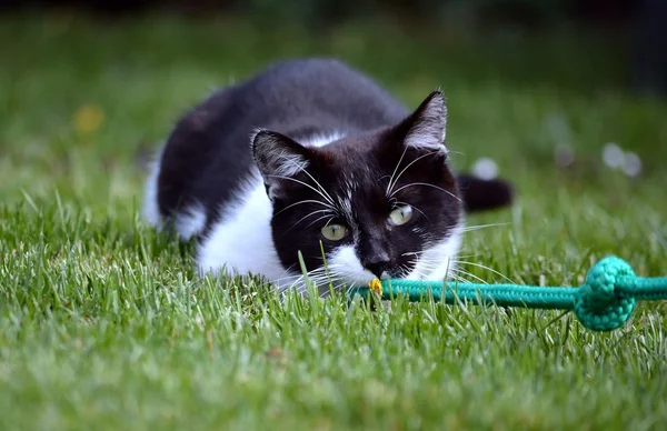 Çim bahçesinde oynayan siyah ve beyaz kedi — Stok fotoğraf