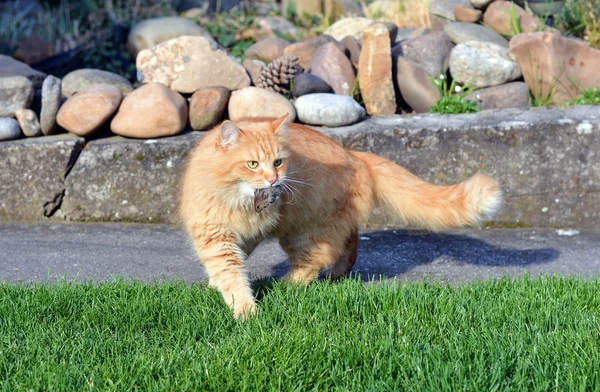 kedi fareyi yakaladı ve ağzına tut
