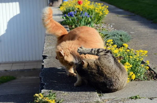 Two cats fighting on the garden — Stock Photo, Image
