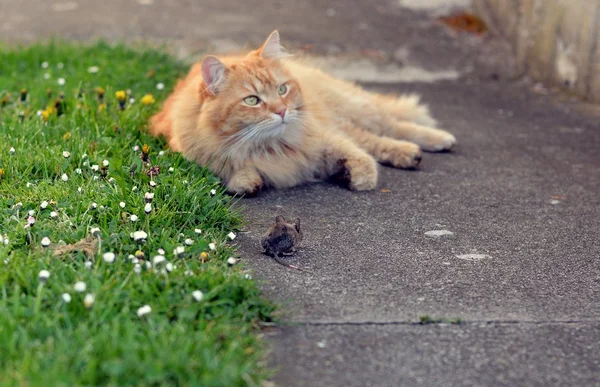Cat hunting a mouse — Stock Photo, Image
