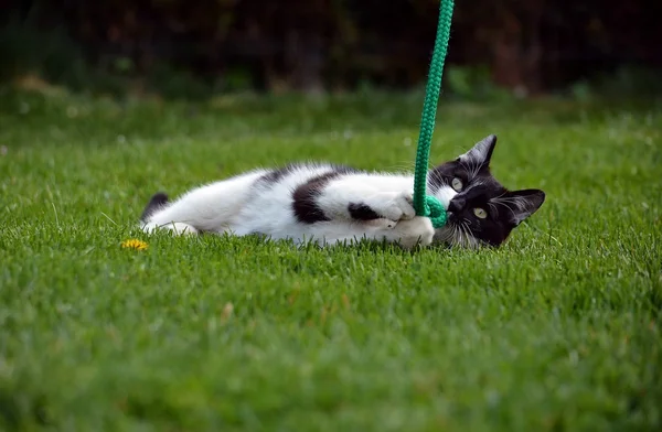 Svart och vit katt spelar i trädgården i gräset Stockbild