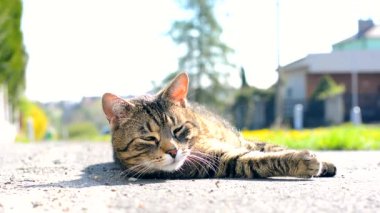 sevimli kedi sokakta rahatlatır