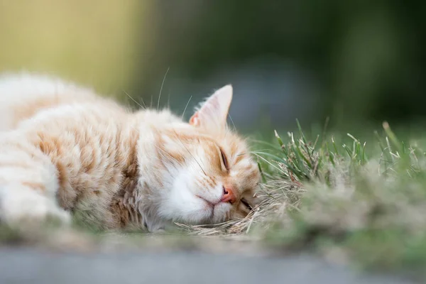 Şirin Kedi Sokakta Yatıyor — Stok fotoğraf